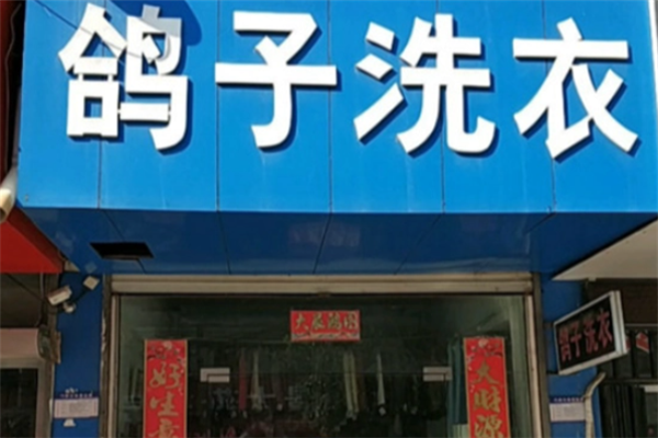 鸽子洗衣